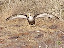 Albatross chick