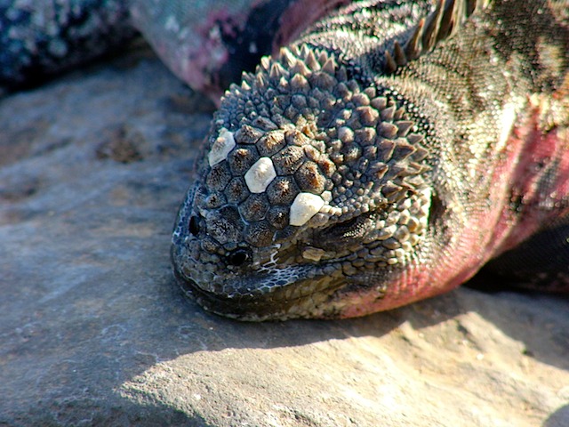 Marine iguana