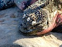 Marine iguana