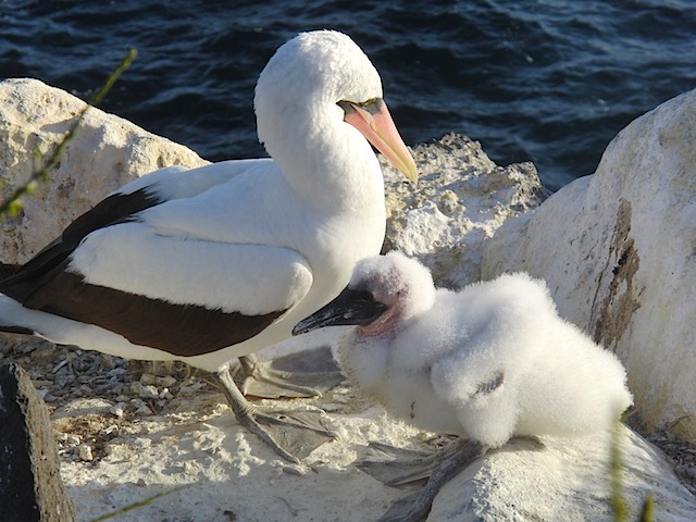 Nazca booby