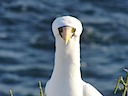 Nazca booby living up to its name