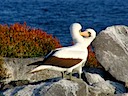 Nazca boobies dancing