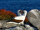 Nazca boobies dancing