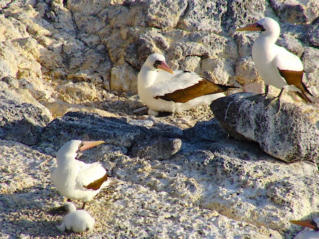 Nazca boobies