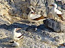 Nazca boobies