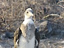 Nazca booby chick