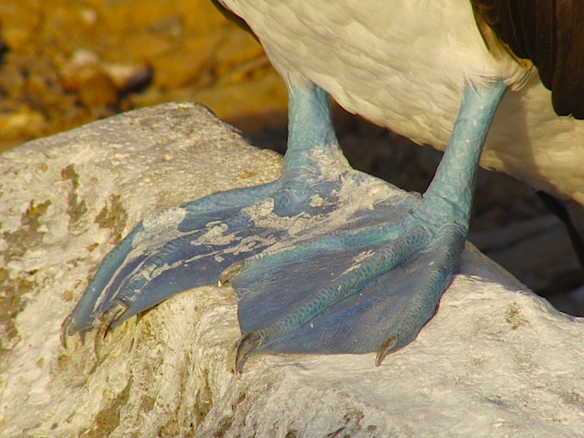 Blue feet on a booby