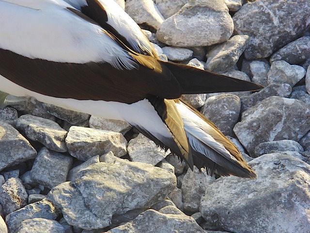 Nazca booby