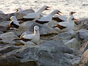 Nazca boobies