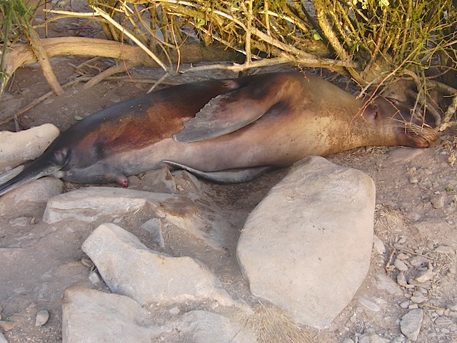 Young male sea lion