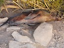 Young male sea lion