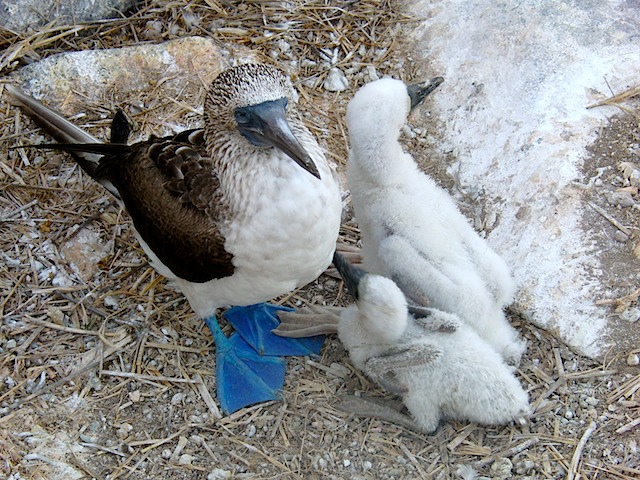 Blue footed booby family