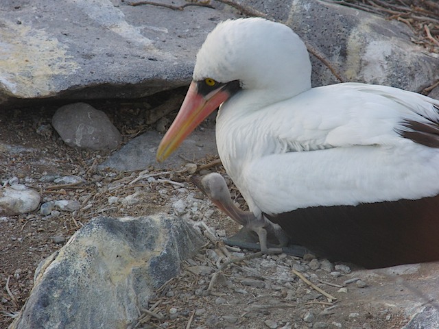 Nazca booby with very young chick