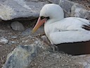 Nazca booby with very young chick