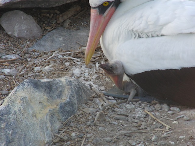 Nazca booby with very young chick