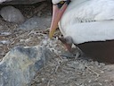 Nazca booby with very young chick