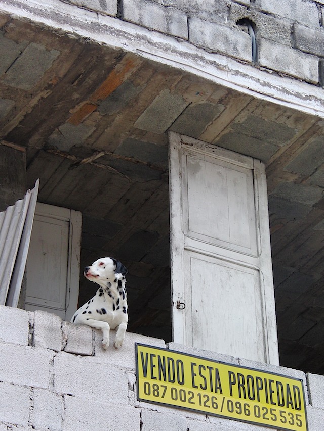 Doggie guards the door