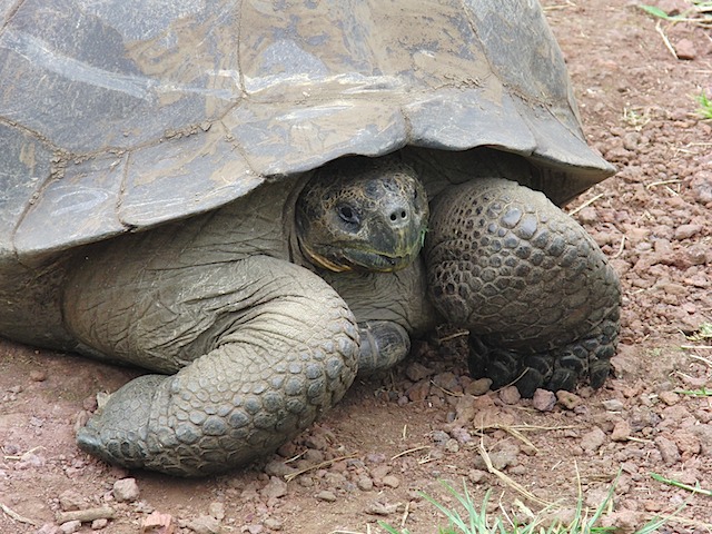 Tortoise at preserve