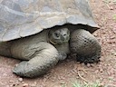 Tortoise at preserve