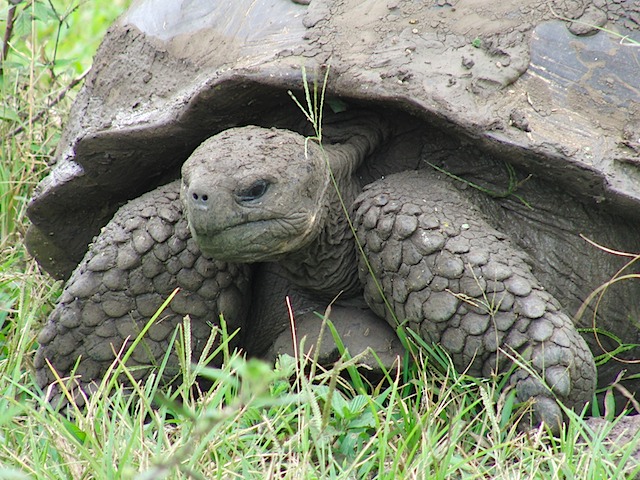 Tortoise