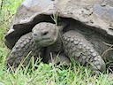 Tortoise