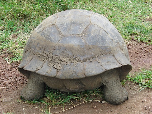 Tortoise butt