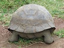 Tortoise butt