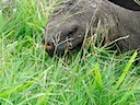 Tortoise eating