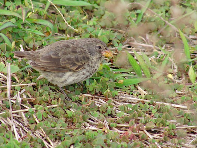 First finch