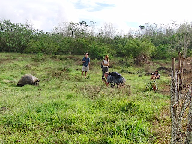 Tortoise and tourists