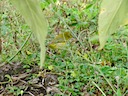 Warbler female