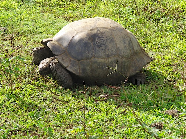 Tortoise