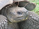 Tortoise