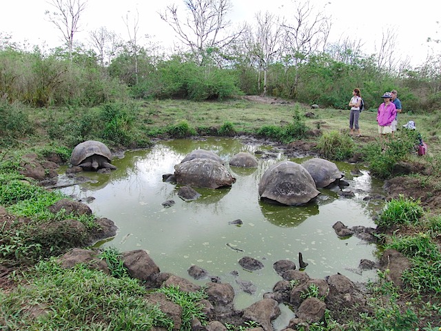 Tortoise wallow