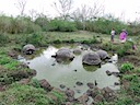 Tortoise wallow