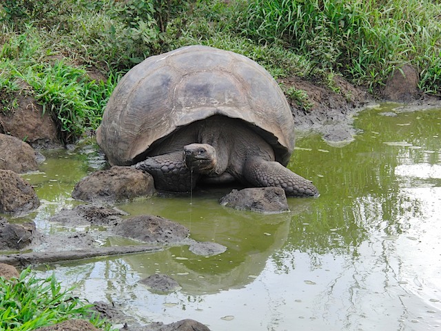 Tortoise wallow