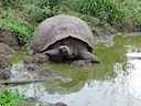 Tortoise wallow