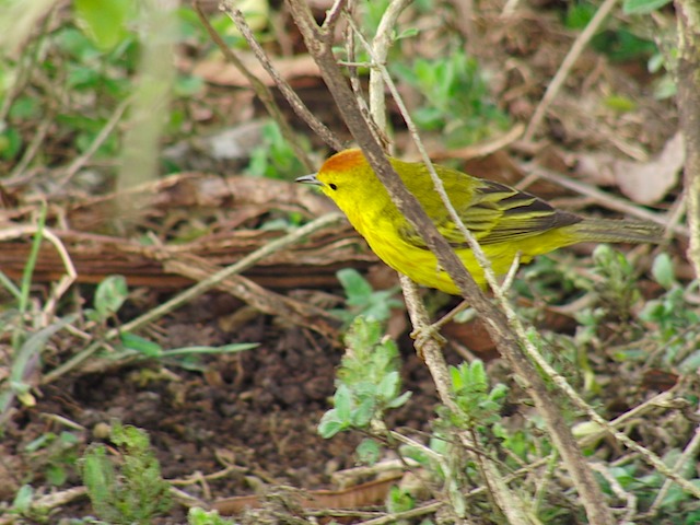 Warbler male