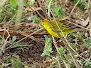 Warbler male