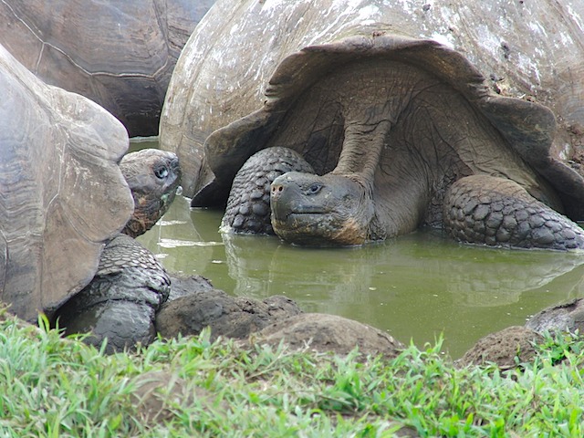 Tortoises face off