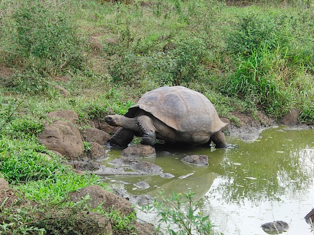 Tortoise leaves wallow