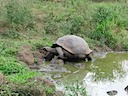 Tortoise leaves wallow