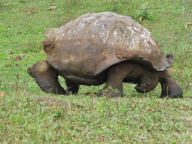 Tortoise on the run