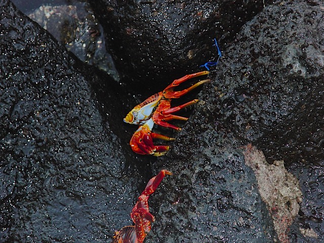 Sally lightfoot crab