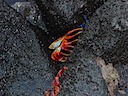 Sally lightfoot crab