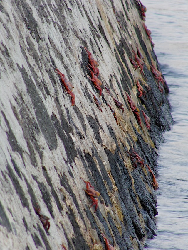 Crabs on the pier