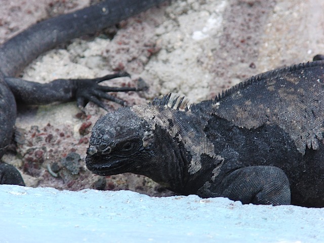 Marine iguana on the pier