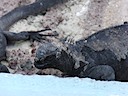 Marine iguana on the pier