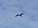 Frigate bird