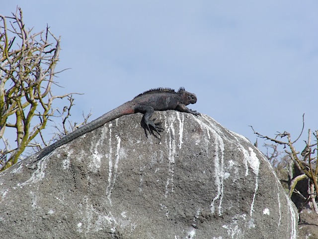 Marine iguana